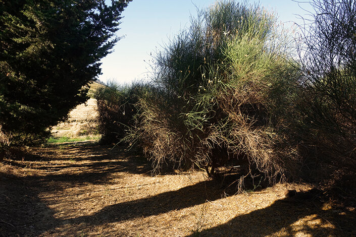 giardino_025_dsc7751 2.jpeg