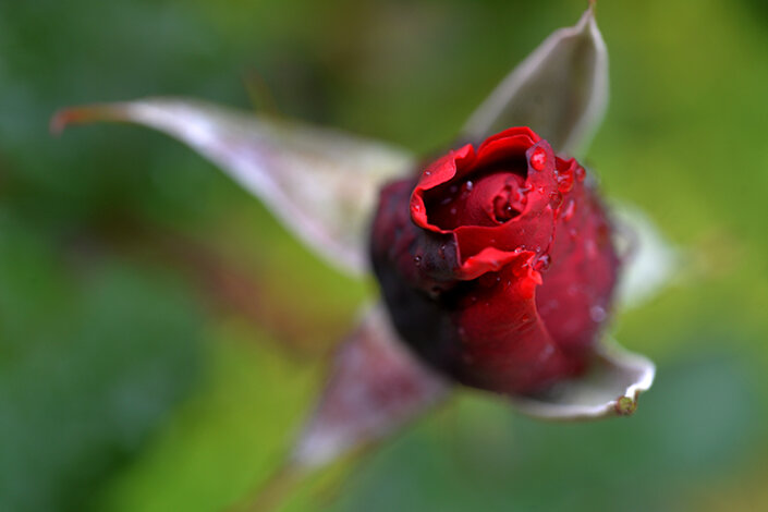 giardino_022dsc_6640 2.jpeg