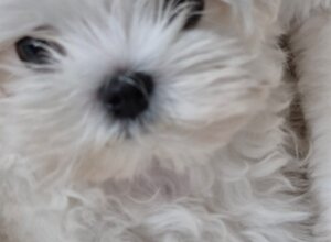 img-20250614-wa0009.jpeg