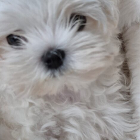 img-20250614-wa0011.jpeg