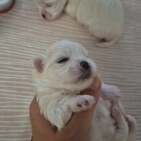 img-20250604-wa0005.jpeg