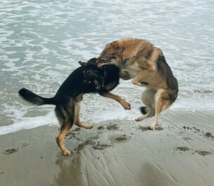 img_9066mod.jpeg img_9066mod.jpeg