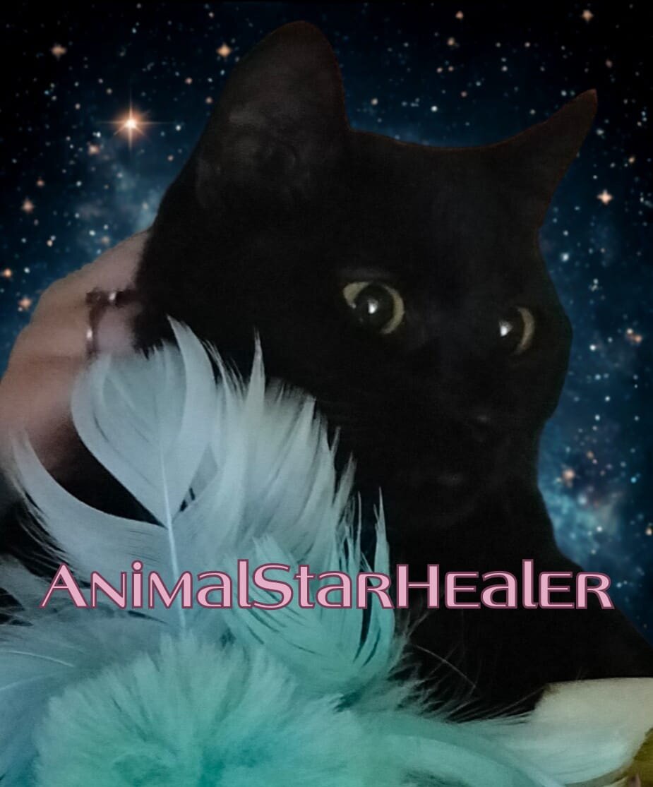 I MESSAGGI SEGRETI DEI GATTI