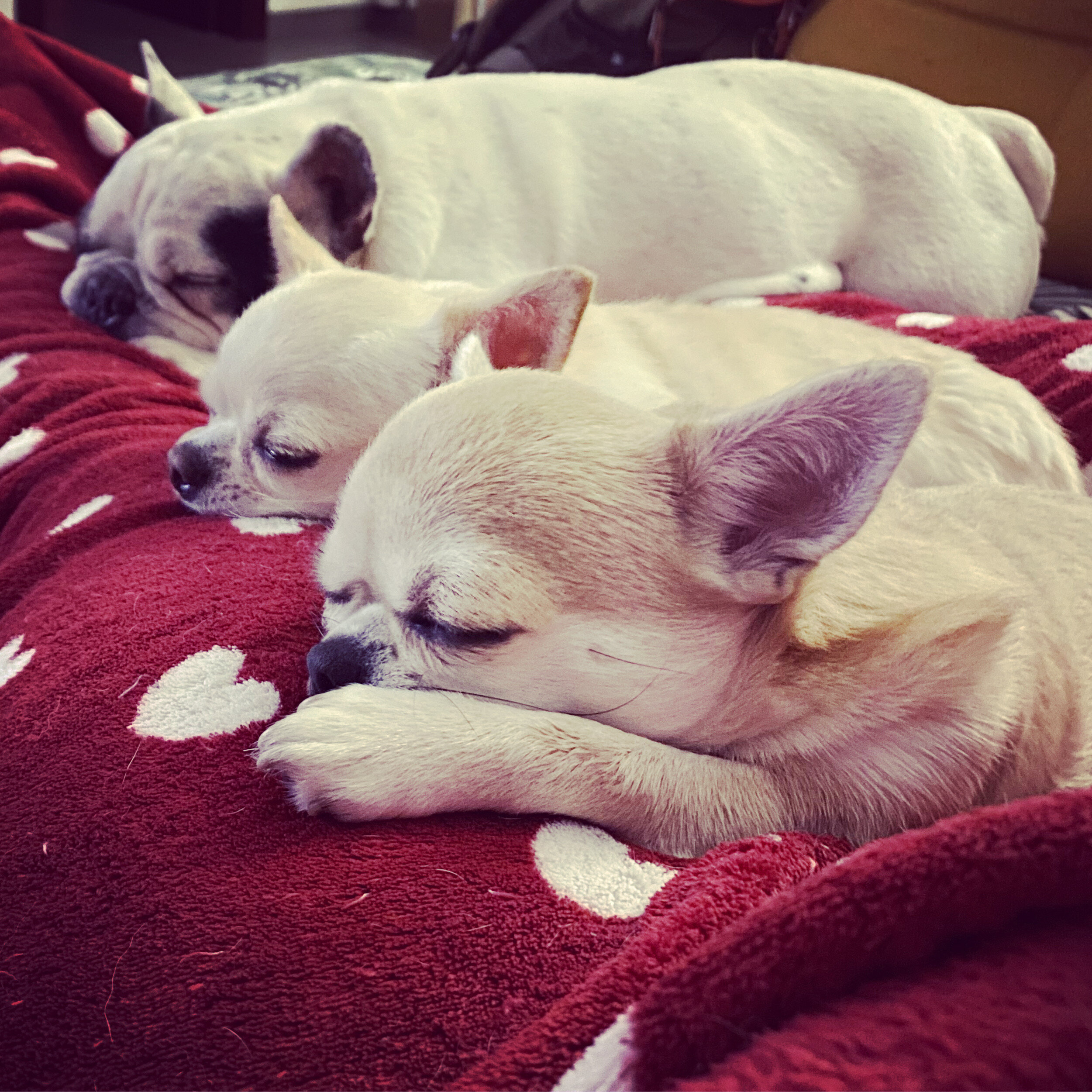 The essential role of family, friends, and pets in our lives