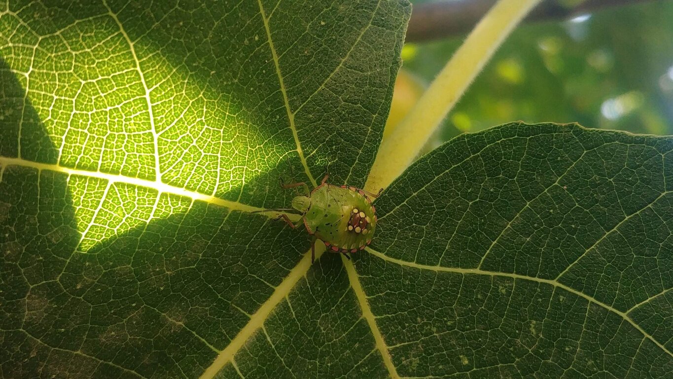 cfa8355b46970efb72c28d909118b6a9400b6da8