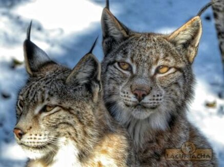 407ed99c3b6d9dce5da1a35baf7b368515e06c17