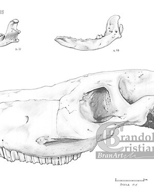 Disegno di materiali archeologici