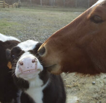 8ce1e16cf4785bfdcf726b0827a320883f46cdab 8ce1e16cf4785bfdcf726b0827a320883f46cdab