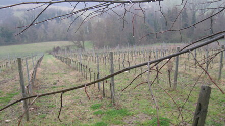 img_1063.jpeg img_1063.jpeg