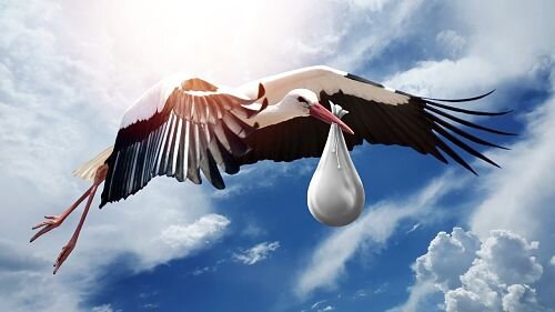 Quando la cicogna si è smarrita: una storia di rinascita