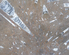 Fossile marrone