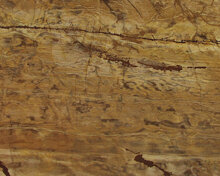 Fossil wood