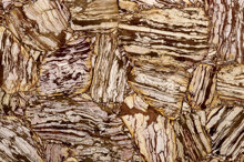 Zebra Jasper