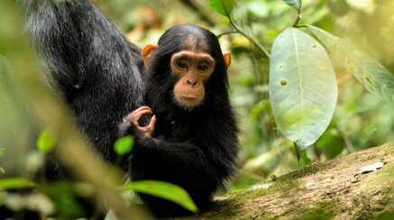 4a617ca9d3839ed5fa54e4c8749598822217659f.jpeg 4a617ca9d3839ed5fa54e4c8749598822217659f.jpeg