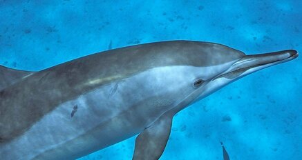 9e3936fb62ee8f0eef161e1a2736685d56bb0262.jpeg 9e3936fb62ee8f0eef161e1a2736685d56bb0262.jpeg