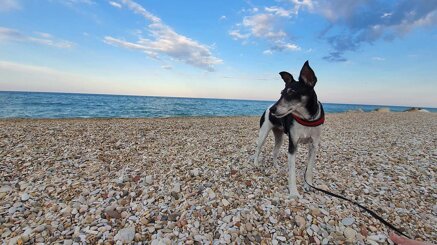 abdfc43d4a016a035eff6a3fba892e7fea699c65.jpeg abdfc43d4a016a035eff6a3fba892e7fea699c65.jpeg