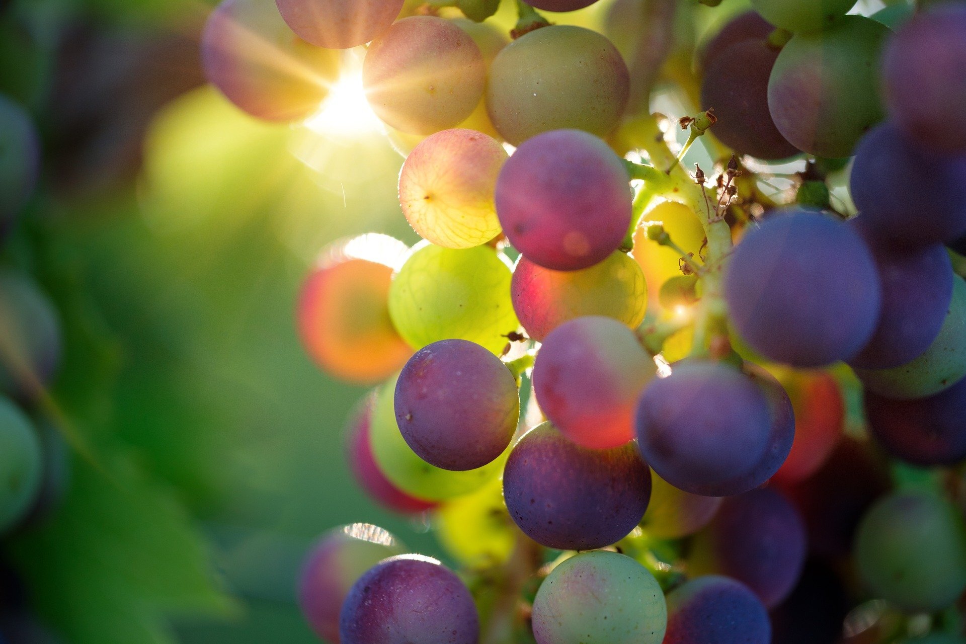 Vinitaly rinvio al 2022
