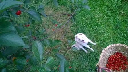 9a772c83098f99aa9f95d45b66cbad9172c7e2cd