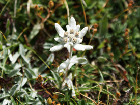 a6fce553d9138037c2e855b4a7035a497f159618