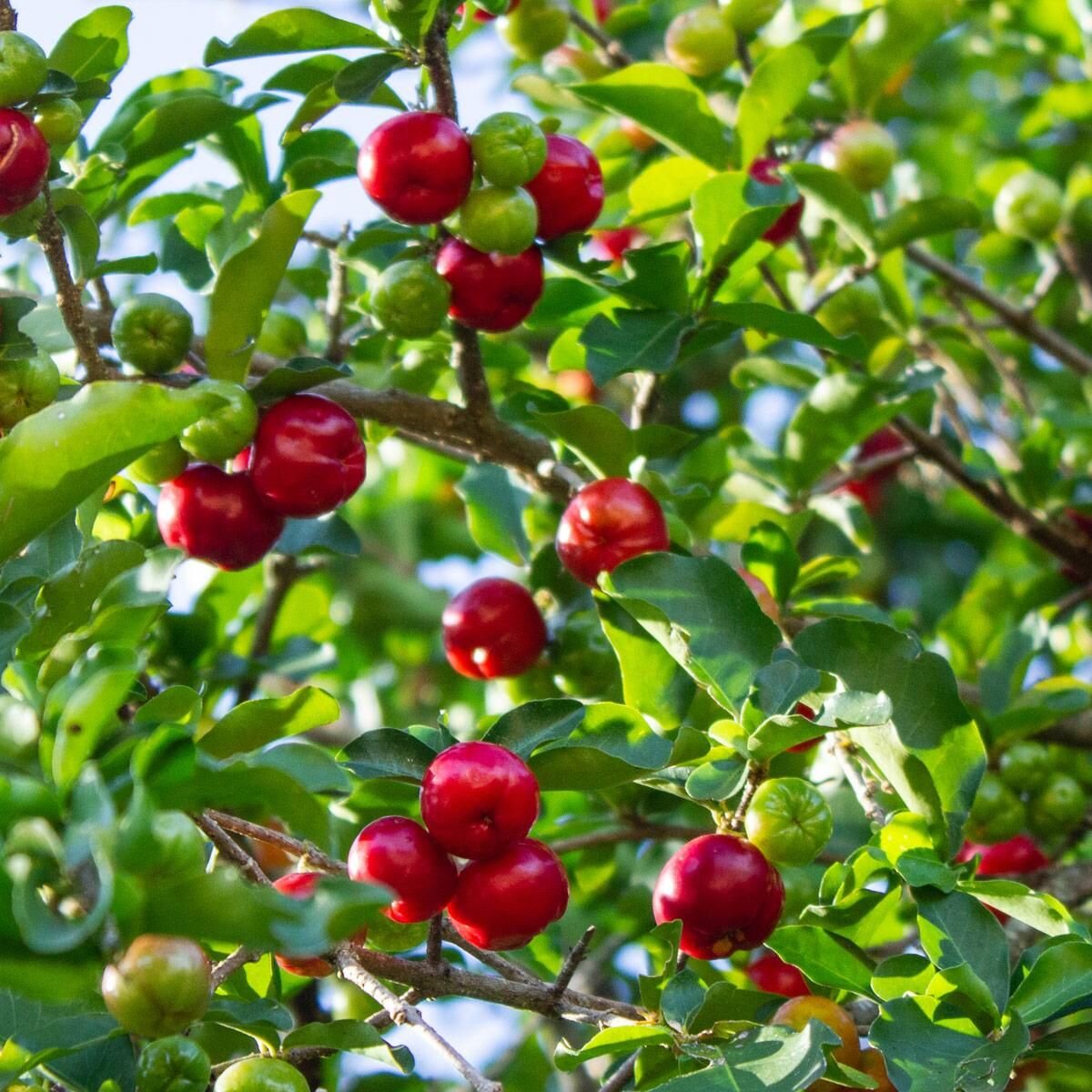 ACEROLA, OTTIMA FONTE DI VITAMINA C ACEROLA, OTTIMA FONTE DI VITAMINA C