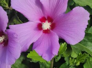 340367120.jpeg 340367120.jpeg