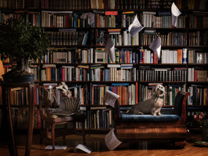 photography project about dogs in interiors