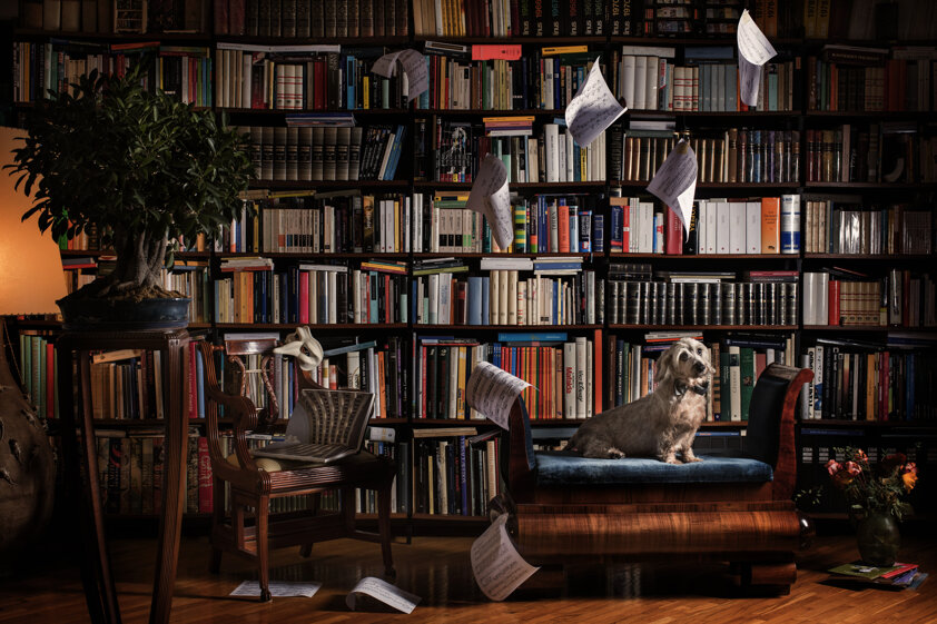 photography project about dogs in interiors