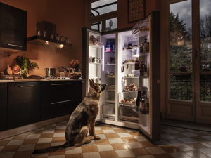 photography project about dogs in interiors