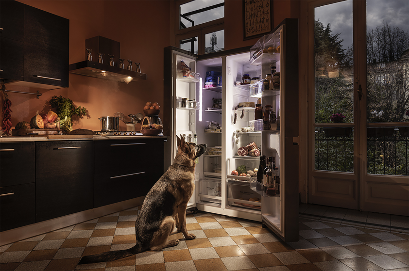photography project about dogs in interiors