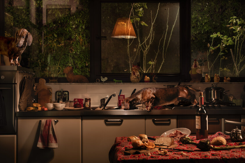 photography project about dogs in interiors