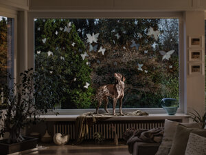 photography project about dogs in interiors