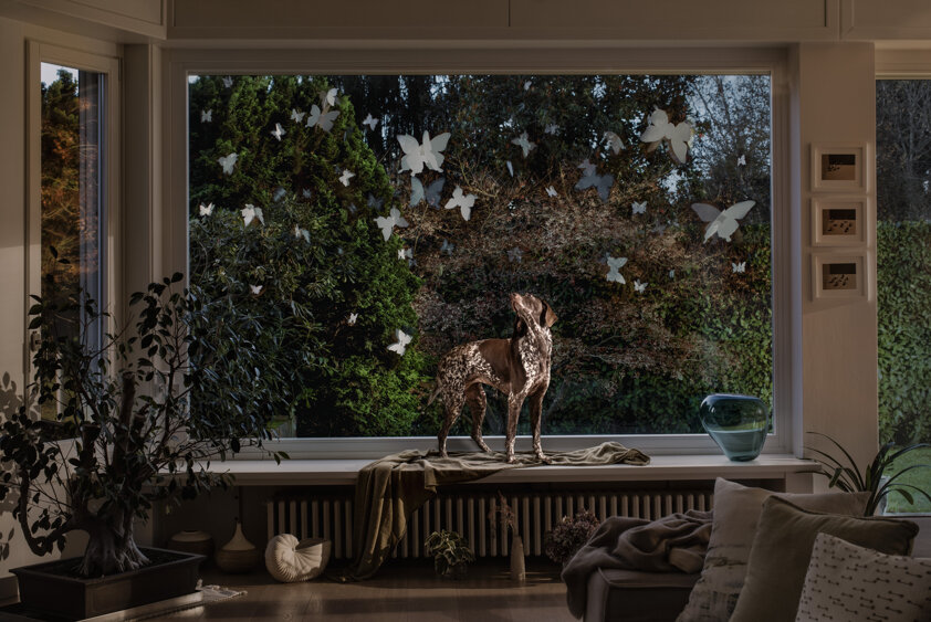photography project about dogs in interiors