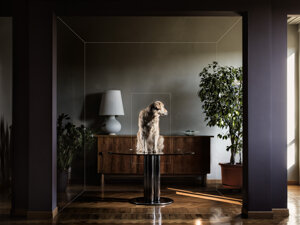 photography project about dogs in interiors