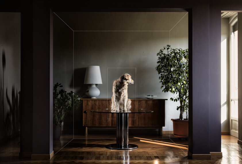 photography project about dogs in interiors