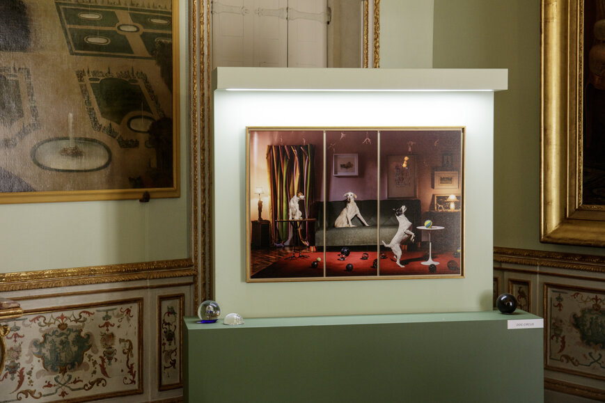 photography exhibition Divas dog portraits at Villa della Regina Torino