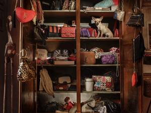 photography project about dogs in interiors