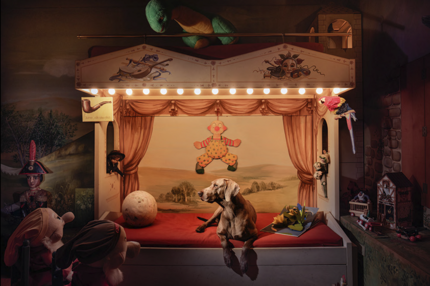 photography project about dogs in interiors