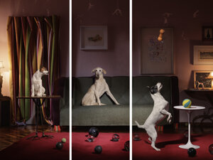 photography project about dogs in interiors