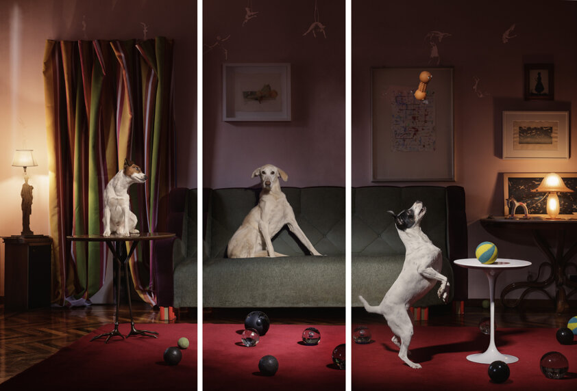 photography project about dogs in interiors