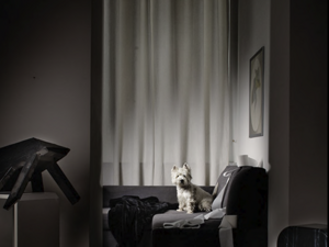 photography project about dogs in interiors