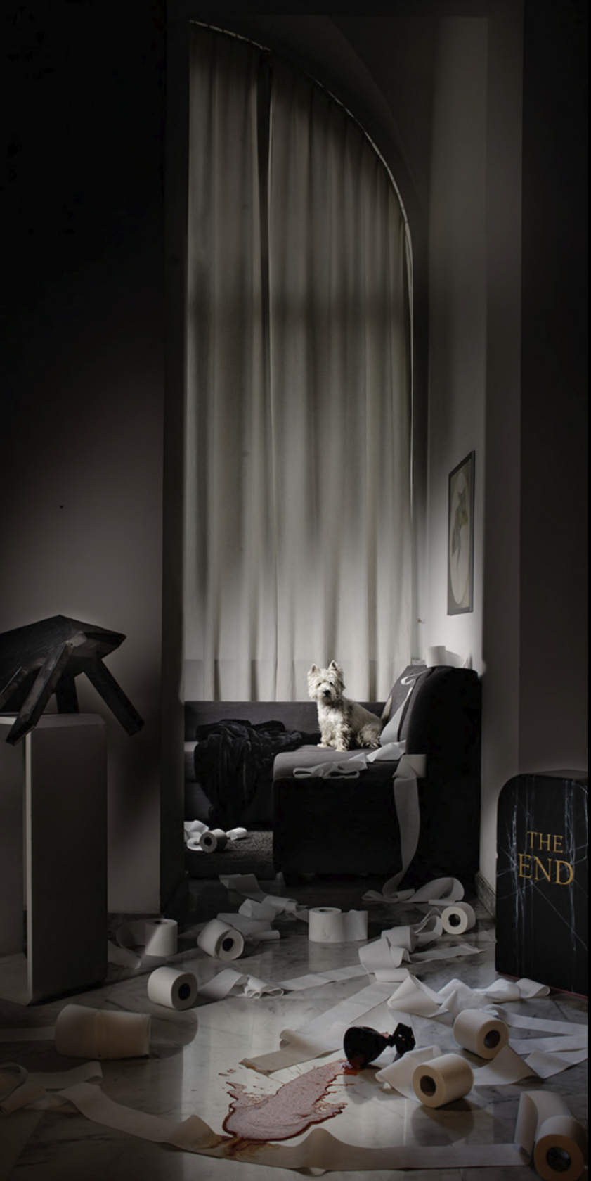 photography project about dogs in interiors