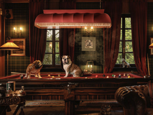 photography project about dogs in interiors