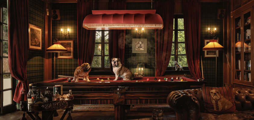 photography project about dogs in interiors