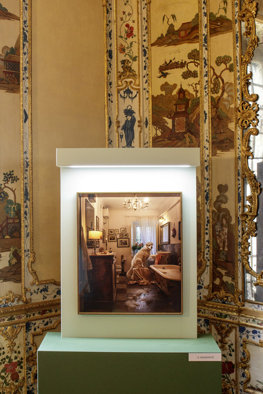 photography exhibition Divas dog portraits at Villa della Regina Torino