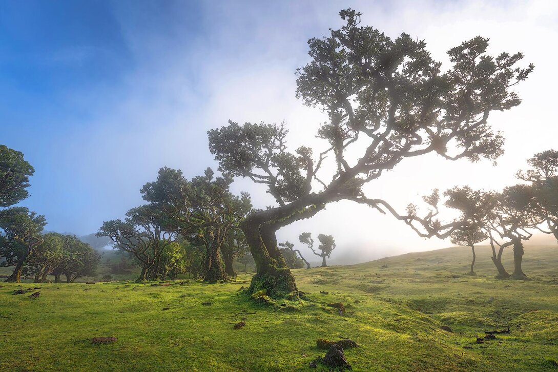Foresta di Fanal Pond A Madeira