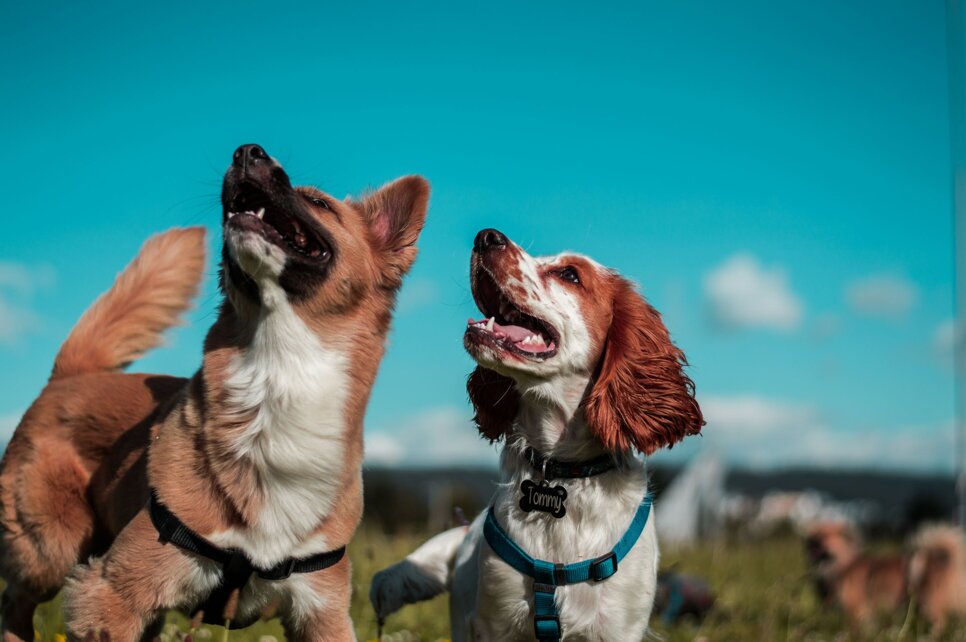 camilo-fierro-z7rcwqci77s-unsplash.jpeg