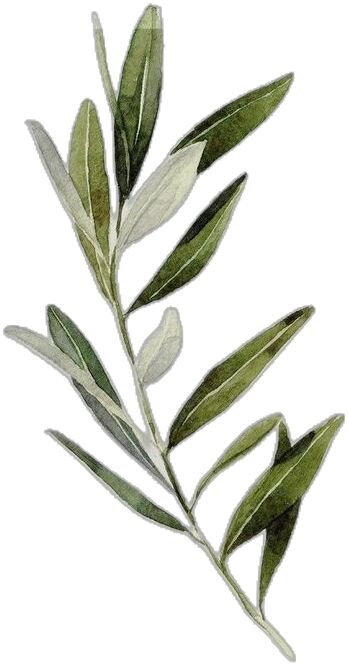 Domenica della Palme