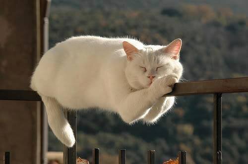 Gatto, irresistile amico opportunista.
