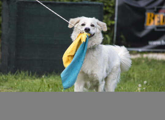 0b3c180e2f55a0147571cf0fe213a0824eb10516