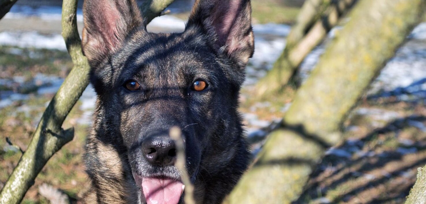 4d7c694d2c0da3b125923767ae7b4e47579e0681